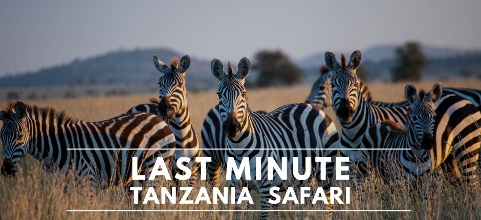 Last minute safari in Tanzania for 2022