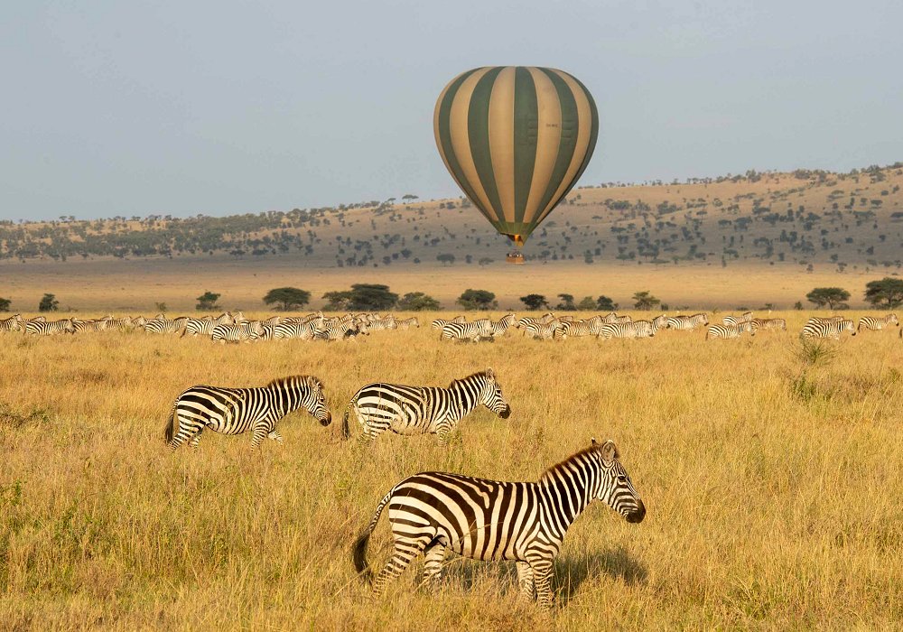 Balloon safari over herds of zebras on the plains of the Serengeti