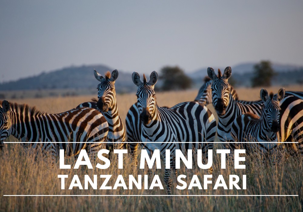 Last Minute Tanzania Safari - book now